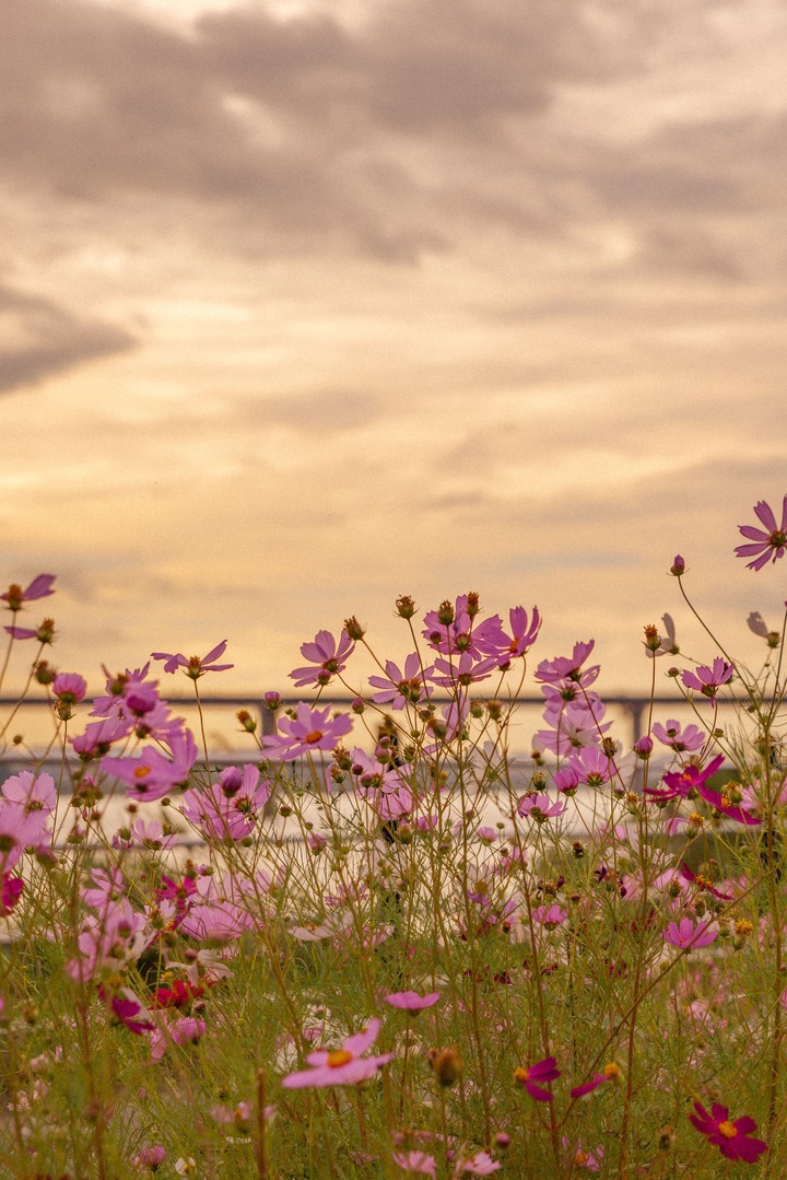 sunset flower