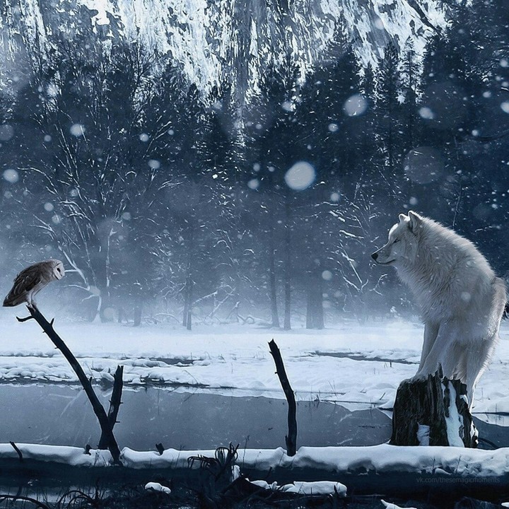 Opposition