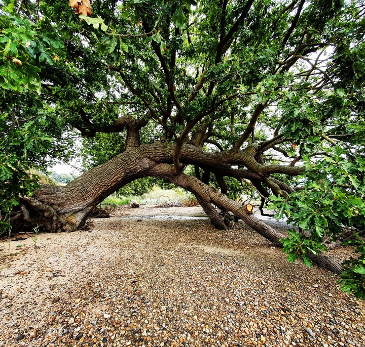 Fallen tree