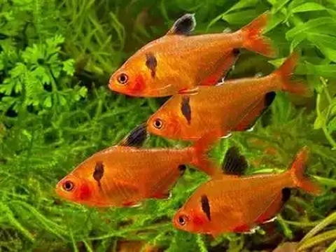 Fish, Fish_Supply, Minnows_and_Carps
