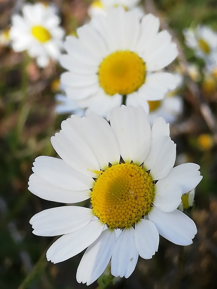 papatya