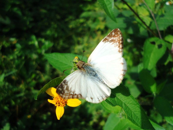 blanquita
