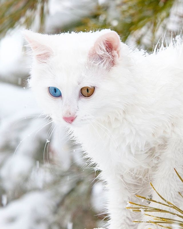 van cat