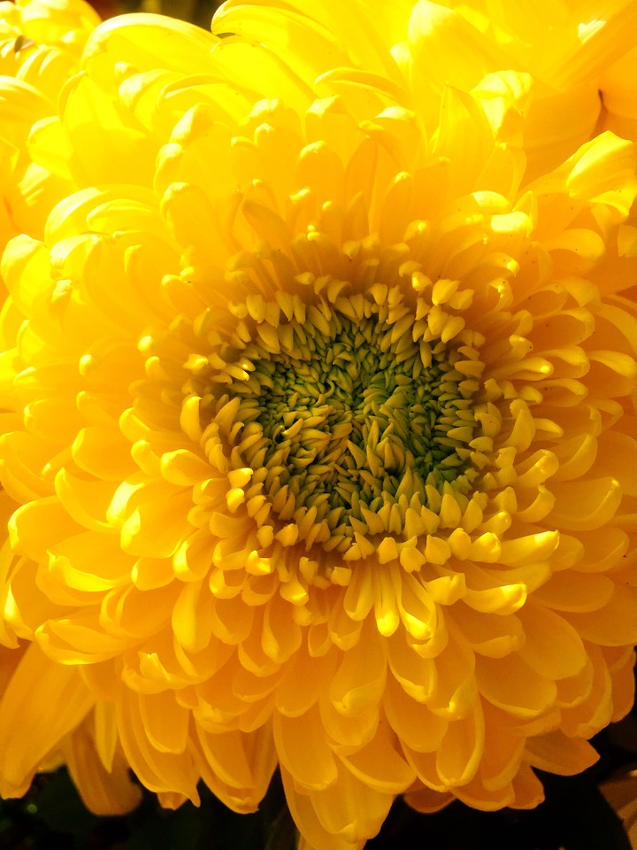 yellow chrysanthemum