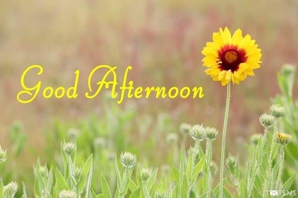 Good Afternoon