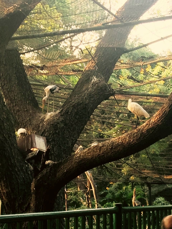 bird's & nests
