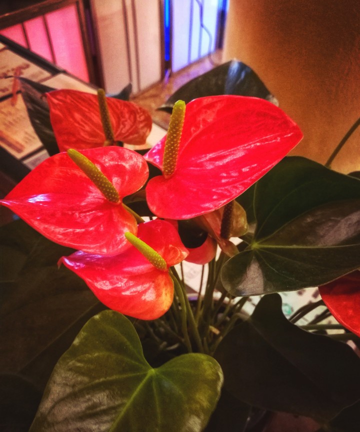 red flowers