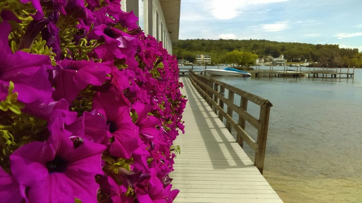 Flowers on the dock