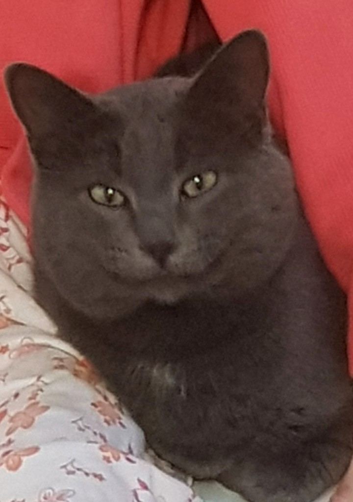 кот