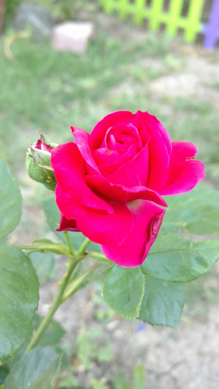 Rosa