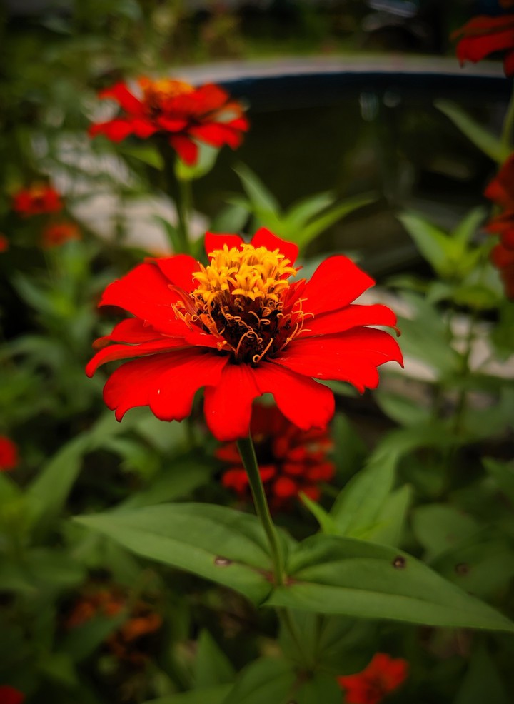 flower