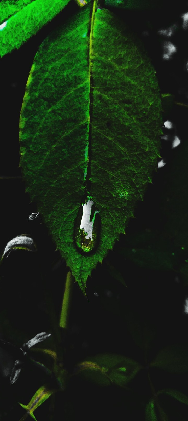 Leaf
