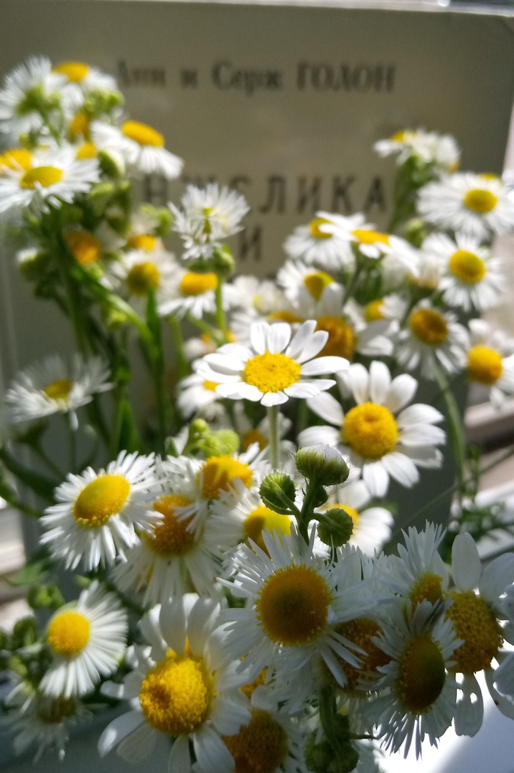 chamomile