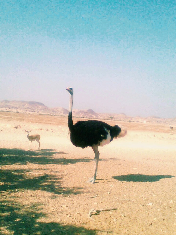 animal