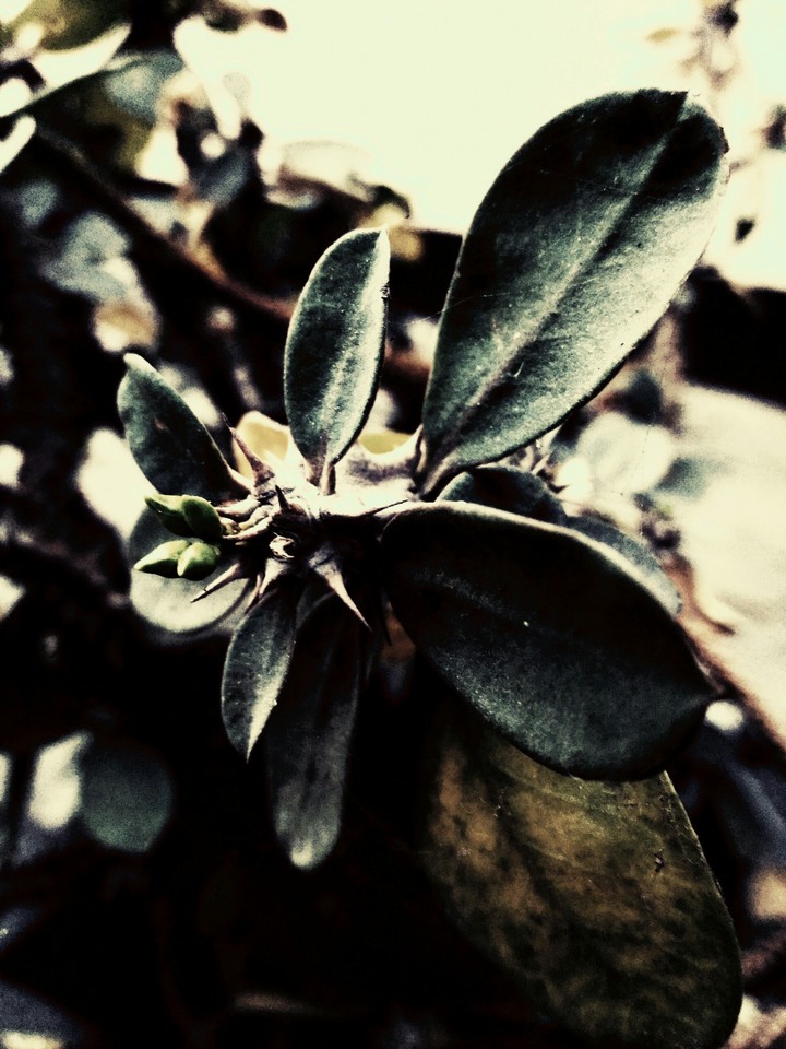 leaf
