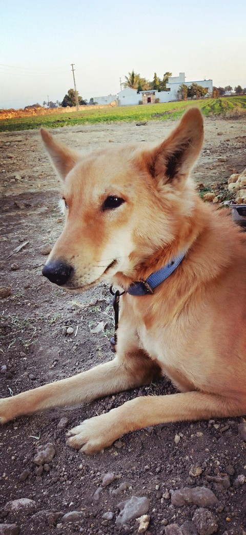 dog#jimmy