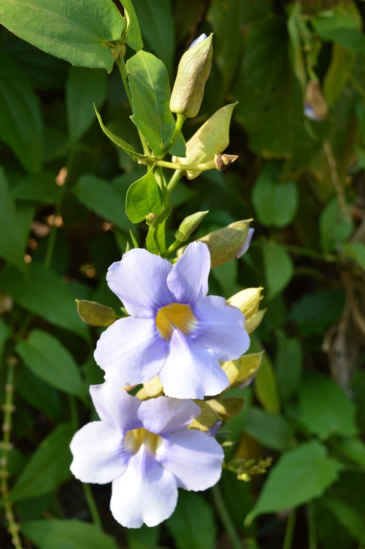 Blue Flower