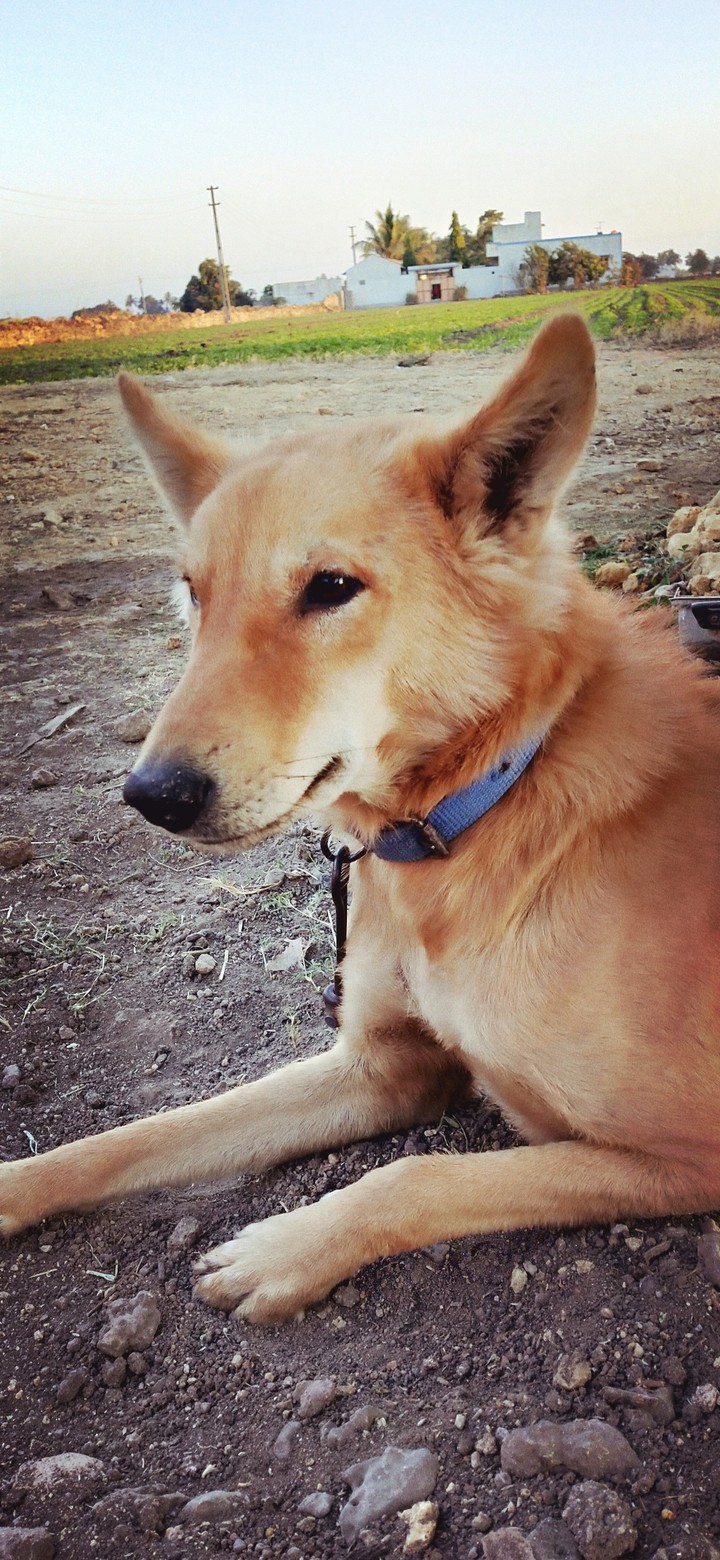 dog#jimmy