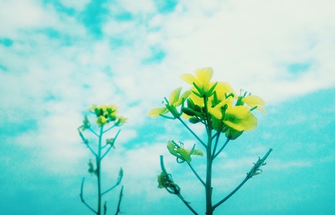 Yellow in azure