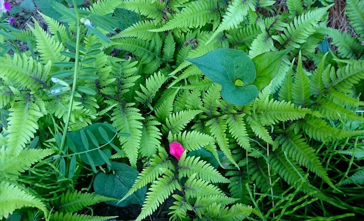 leaf