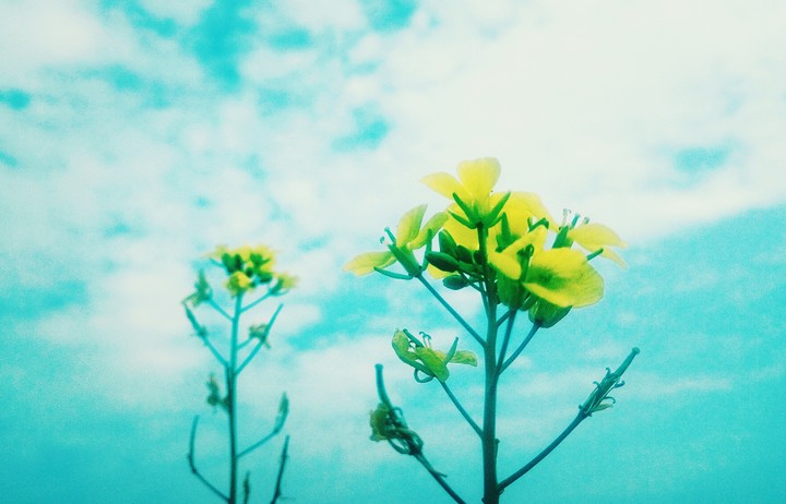 Yellow in azure