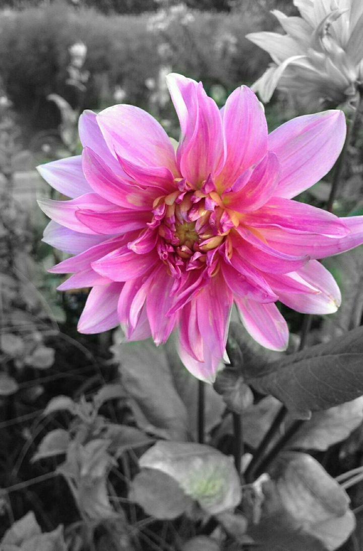 light violet