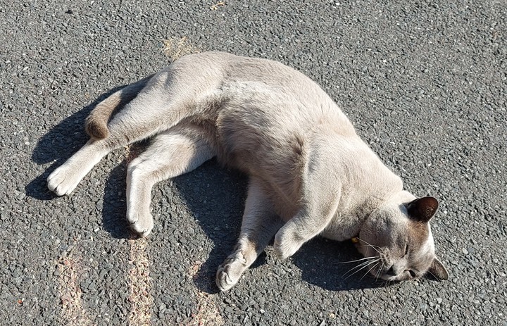 holiday cat