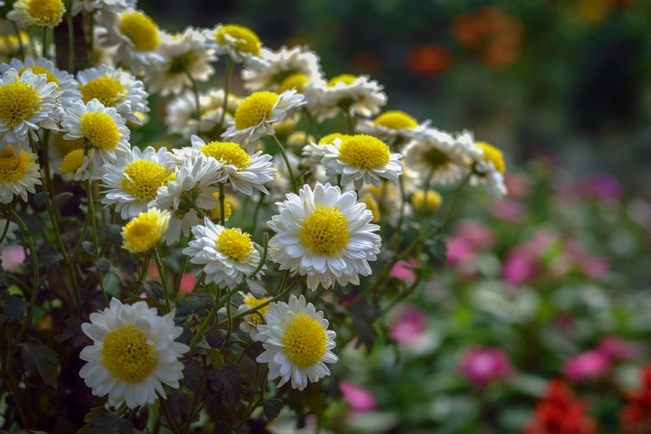 winter flower