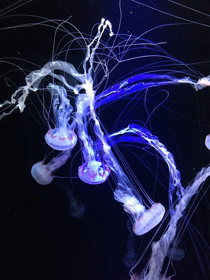 jellyfish