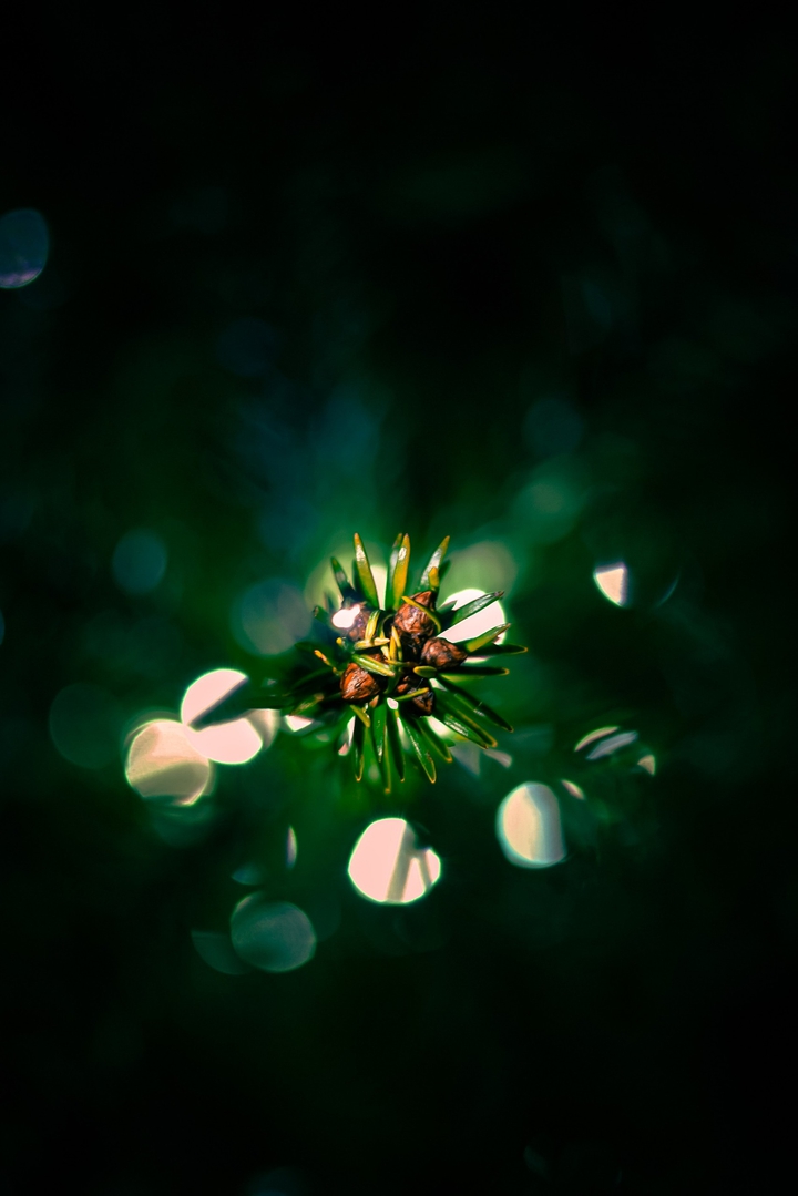 °•✦•°✽❉°•✦•°❉✽°•✦•°✽❉°•✦•°