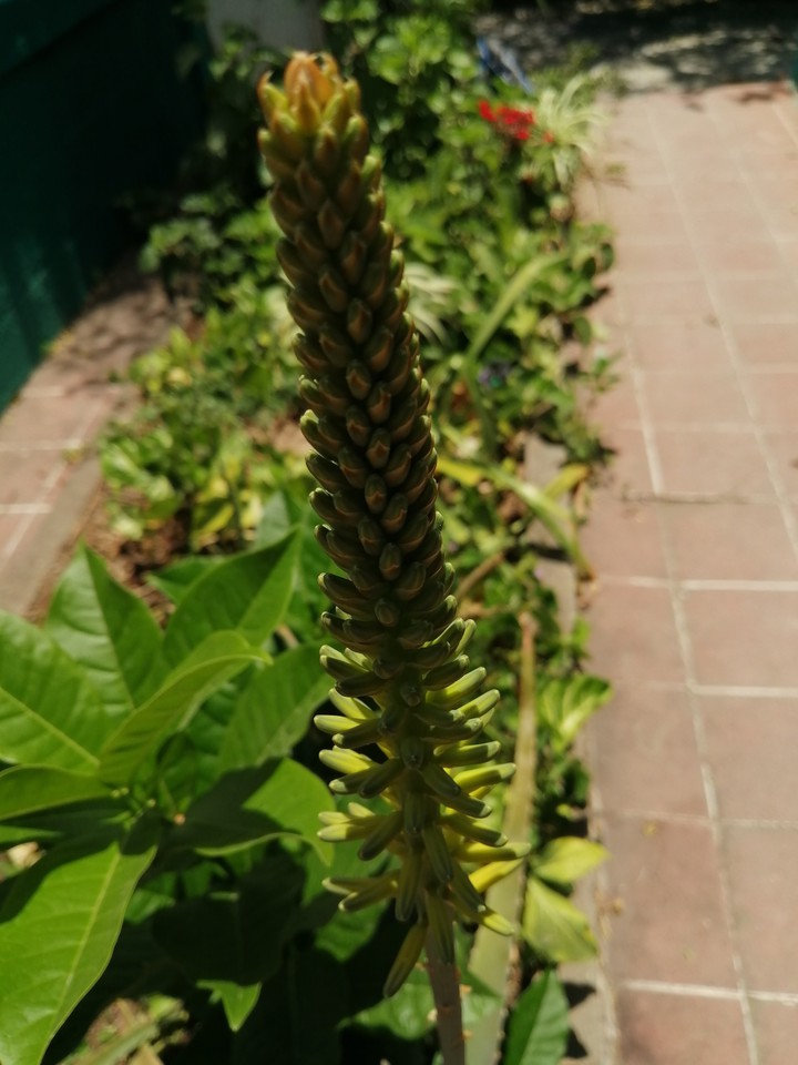 El jardín en casa
