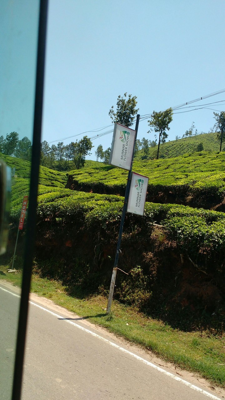 Tea estate view from bus