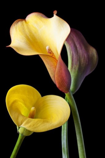 ♥