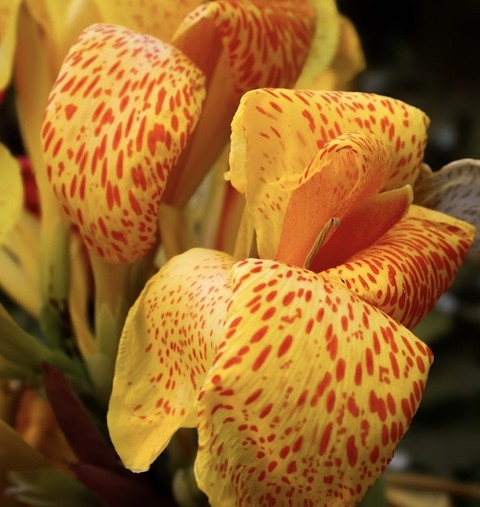 sfondi Orange, petal