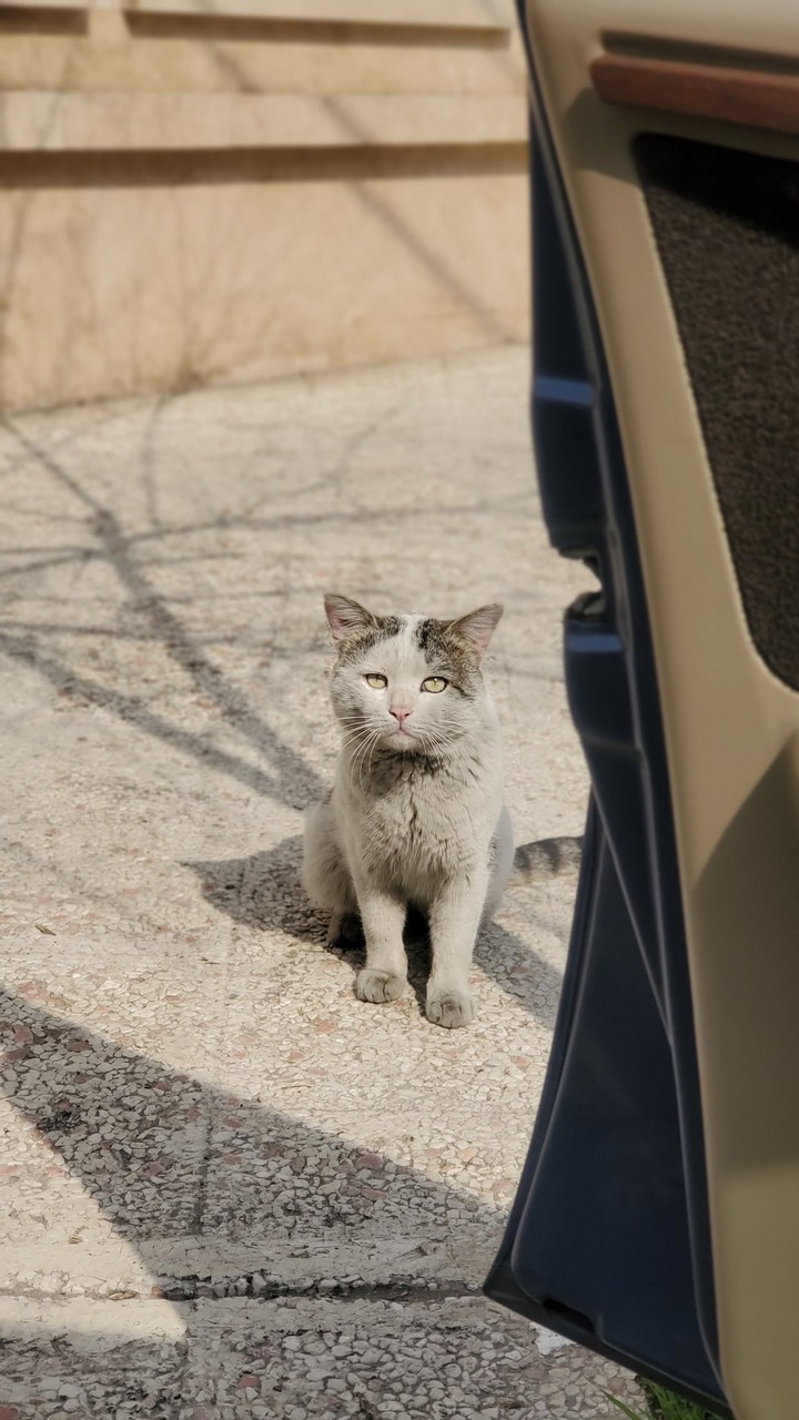 cat