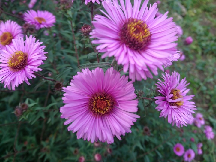 aster