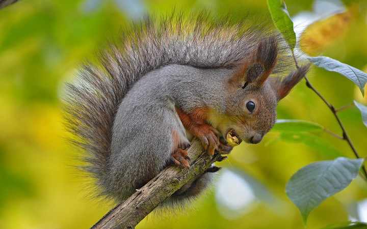squirrel