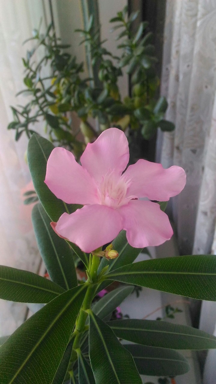 ✩Amazing natural beauty✩