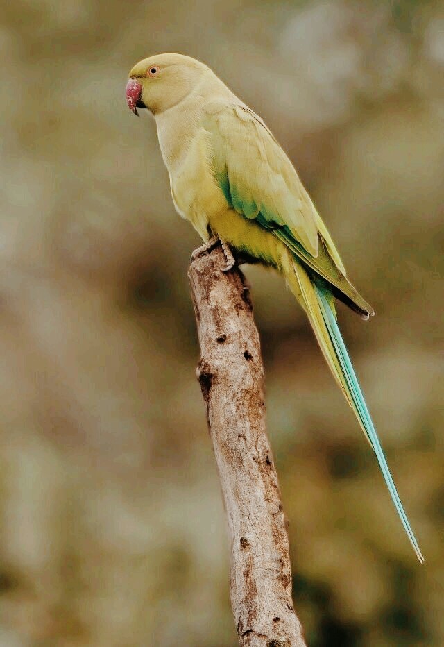 bird