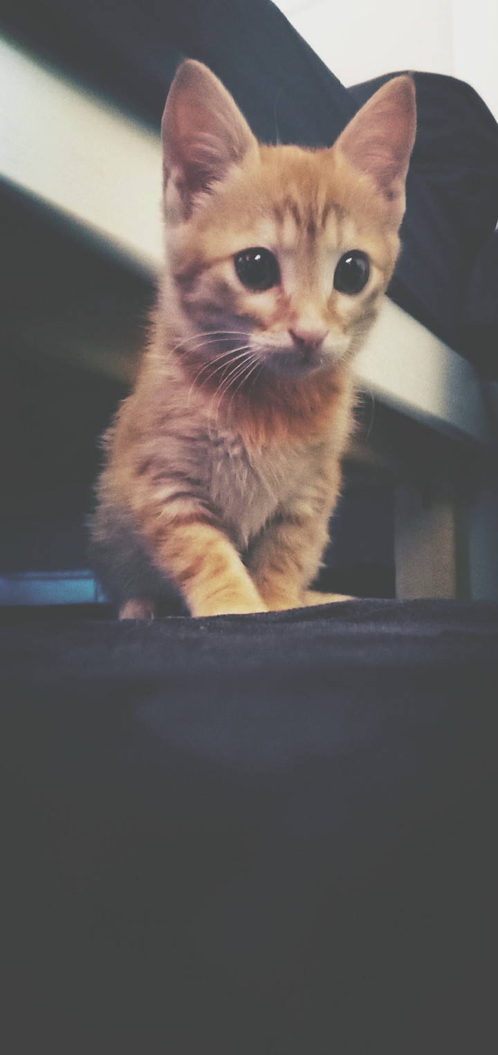 cat ♥️