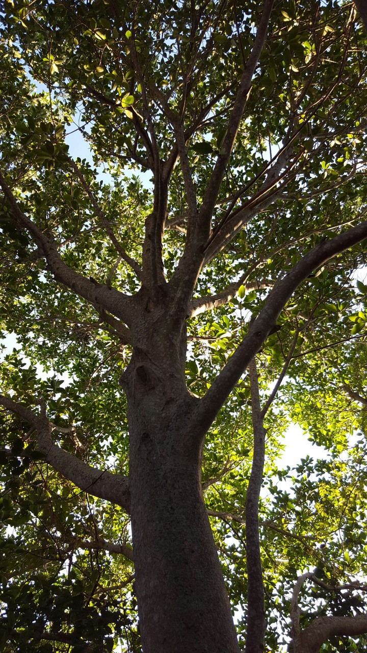 Looking Up