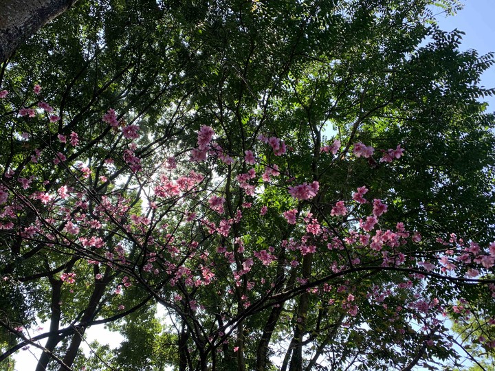 Sakura