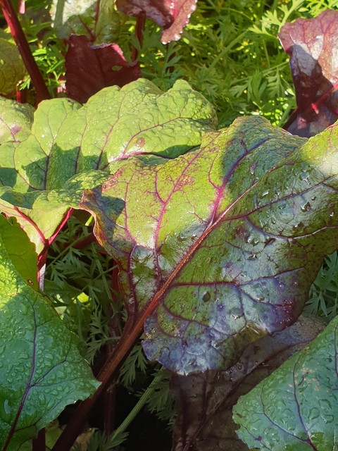 beetroot delight!!!