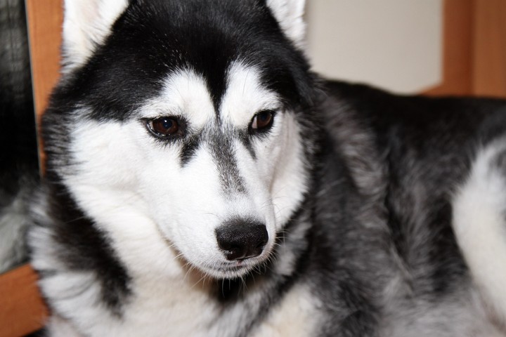 Husky