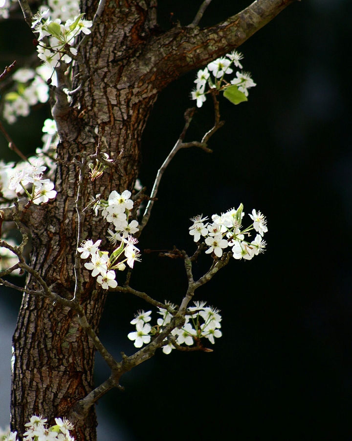 spring