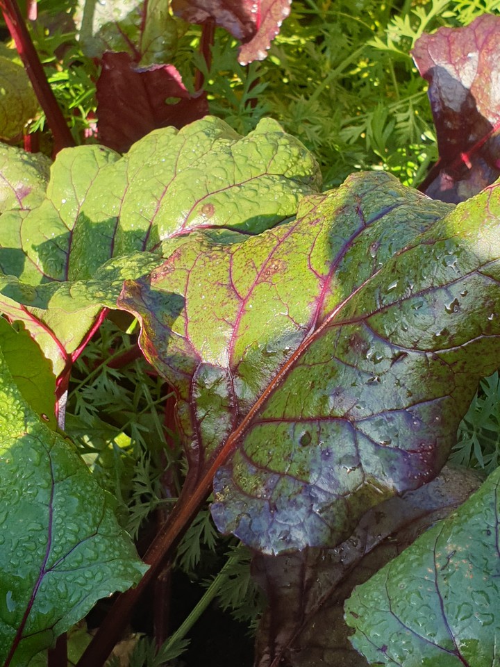 beetroot delight!!!