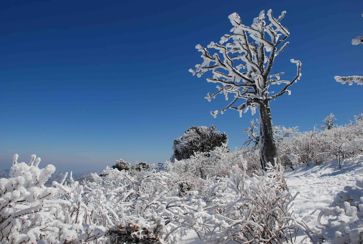 snow flower
