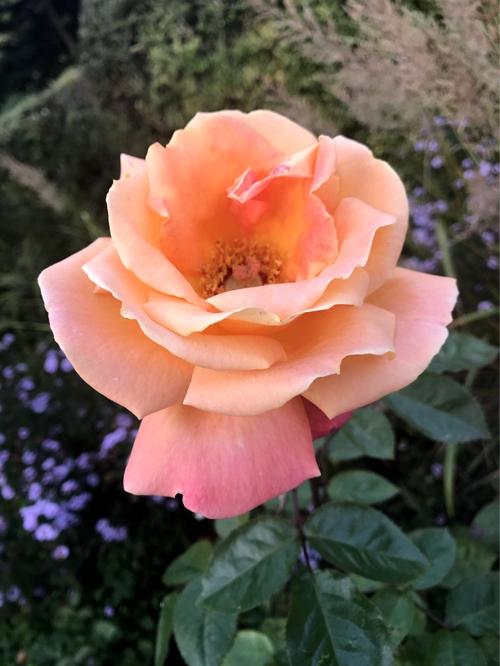 spring rose