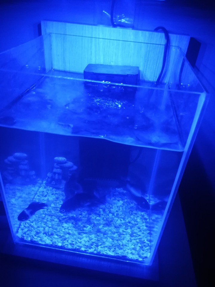 the fish in blue light