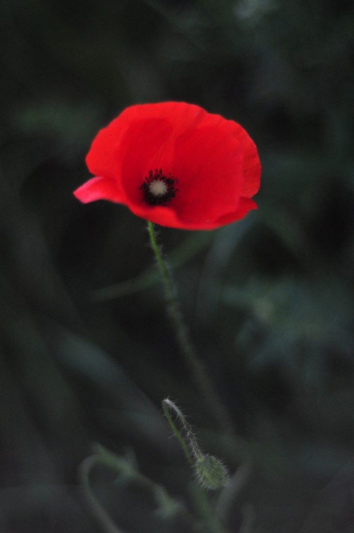 Mohnblume